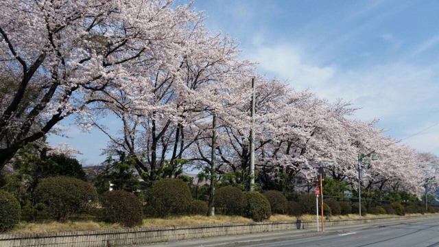 tochigi (1)