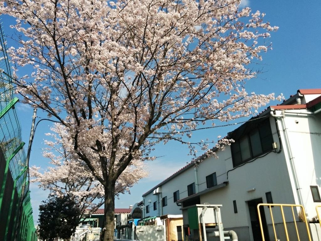 tochigi(3)